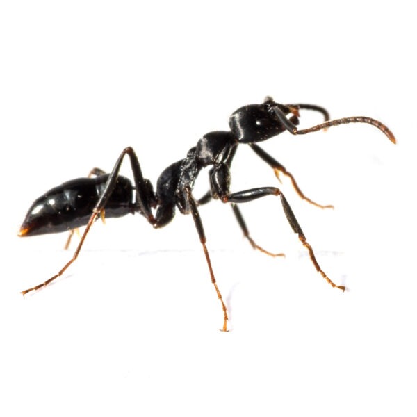 traitement Fourmis